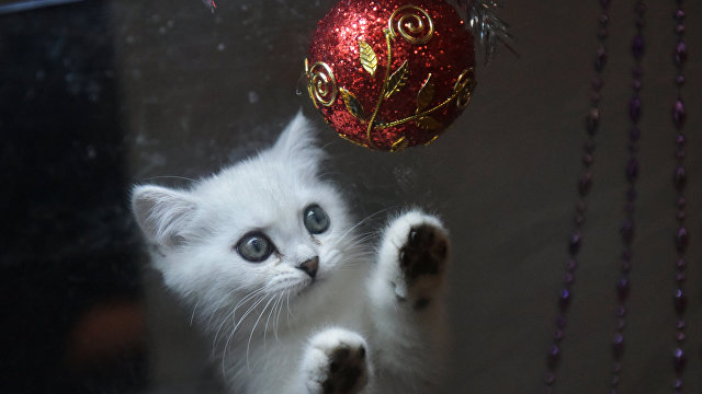 Onet (Польша): почему кошка упорно сбрасывает с елки игрушки?