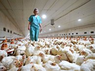 Работа птицефабрики в Калининграде Работа птицефабрики в Калининграде
