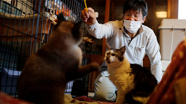 Reuters (Великобритания): человек, спасающий котов в зоне отчуждения в Фукусиме