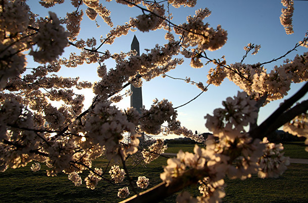 Монумент Вашингтону сквозь цветущие вишни в Вашингтоне