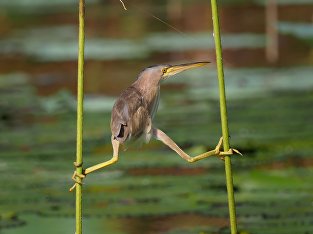 Yoga Bittern