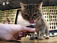 Возобновление работы котокафе в Красноярске Возобновление работы котокафе в Красноярске