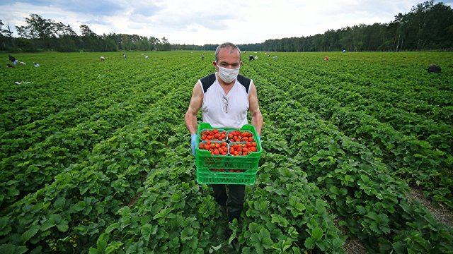 Die Tageszeitung (Германия): ленинская клубника