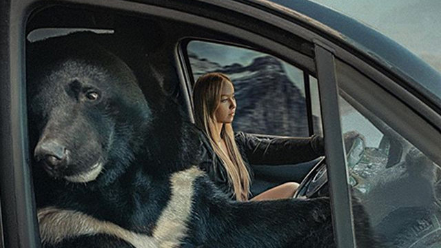 Медведь, который ездит с водителем: дикий зверь обожает рассекать на переднем сидении (но пристегиваться не любит!) (Daily Mail, Великобритания)